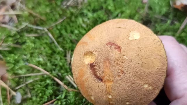 Моховик желто-бурый, хороший гриб #грибмоховик#огрибах#грибнойсезон#природабеларуси#погрибы#влесу смотреть онлайн