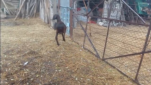 Гиссарские баранчики на продажу 2022г. +79187518783 смотреть онлайн