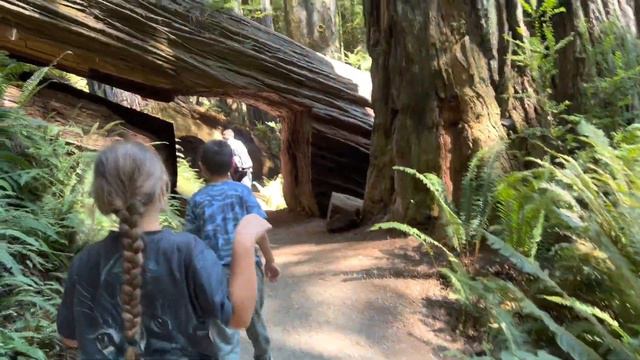 Дереву 1500 лет. 5 сентября 2022. Redwood National Park. Big Tree смотреть онлайн