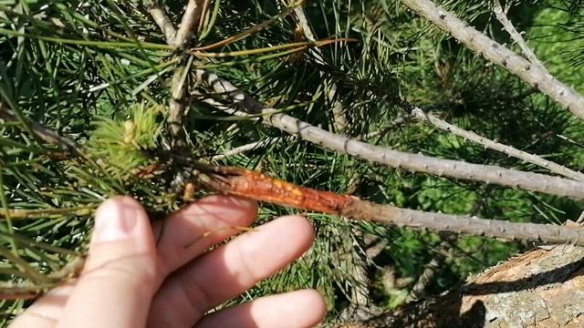 Прошлогодняя прививка сортовой сосны к обычной лесной 14.05.2021 дача.