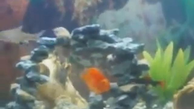 Видео0006 смотреть онлайн