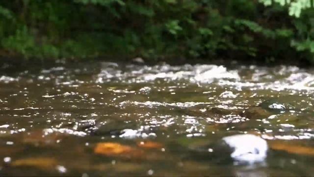 ??? Звуки как течет ручей | Река | Природа | Relax | Шум воды | River | ? The sound of stream |? смотреть онлайн