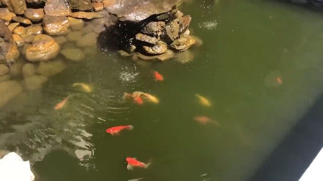 ВЛОГ: НА СКОЛЬКО ПОХУДЕЛА / ВКУСНЫЙ ПАШТЕТ ИЗ РЫБЫ / ВЫБИРАЕМ ПЛИТКУ /БИОГЕЛЕВАЯ МАСКА DERMAL MATRI смотреть онлайн