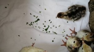 КОРМЛЕНИЕ ИНДЮШАТ С ПЕРВОГО ДНЯ!