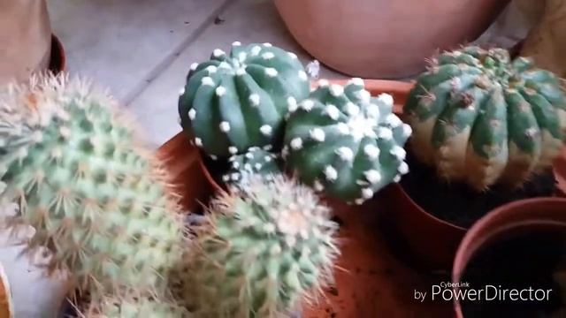 Echinopsis Chamaecereus расцвел.