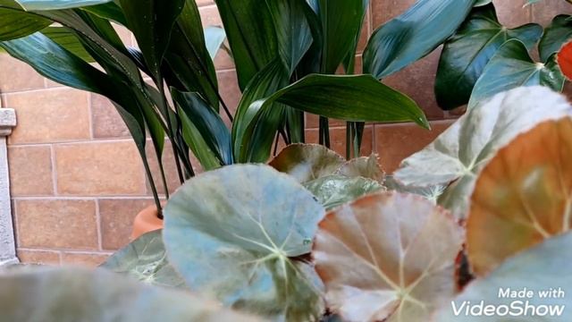 Begonia Erythrophylla, Begonia Hule, Begonia Nenúfar - Las Plantas De Teresa