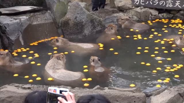 Okay I Pull Up (capybara)