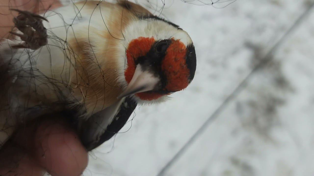 Ловля клестов 30 октября 2021 год смотреть онлайн