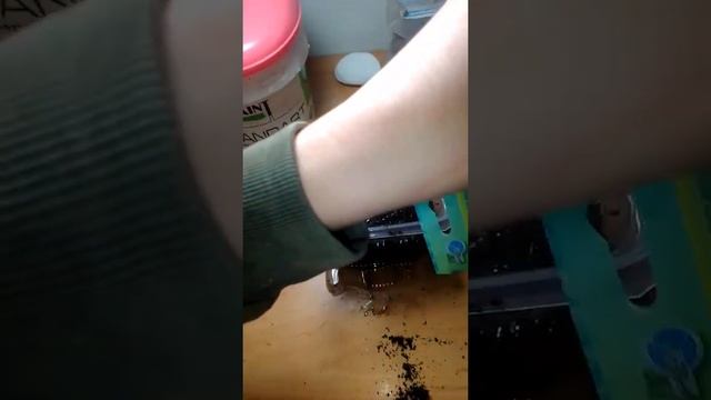 Посев семян Колеус Блюме. Мини тепличка для посевов. смотреть онлайн