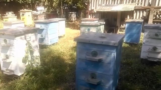 Вот Это Поворот! Летки Ульев На Север! Итоги Эксперимента На Пасеке. Где Больше Меда? смотреть онлайн