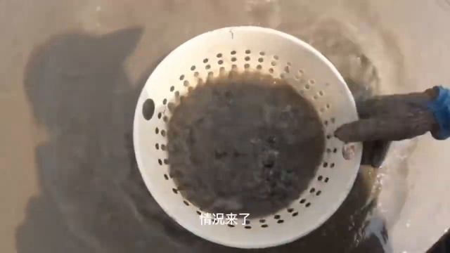 二哥发现风水宝地，小岛上薄壳米太多了，十分钟就爆桶 смотреть онлайн