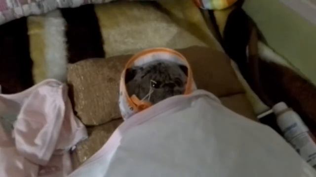 Басик заболел АНГИНОЙ!!!! смотреть онлайн