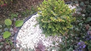 ОПИСАНИЕ КАРЛИКОВЫХ ЕЛЕЙ в моем саду!