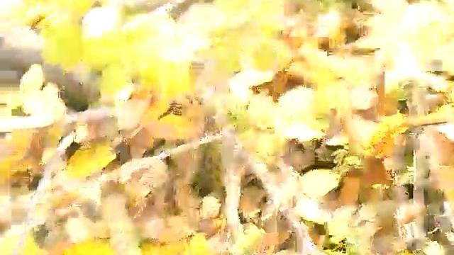 Прививка яблони осенью часть 3.Прививка яблони в расщеп.Как прививать яблоню в расщеп осенью смотреть онлайн