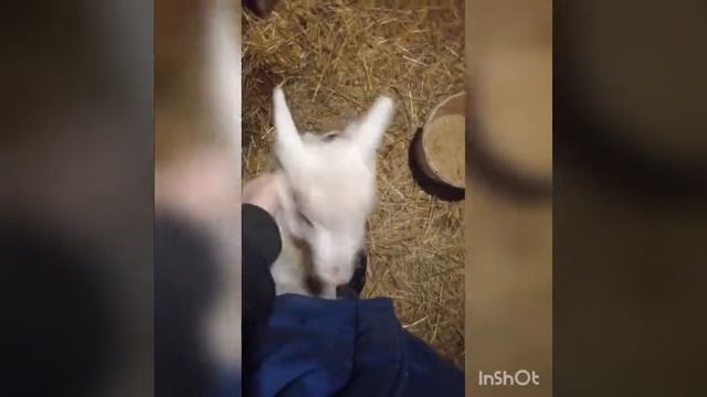Наша крошка Зайка смотреть онлайн
