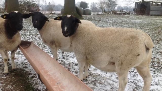 Разведение овец дорперов как бизнес идея | Овцеводство | Овцы дорпер смотреть онлайн