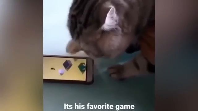 Funny Cat Compilation #3 смотреть онлайн