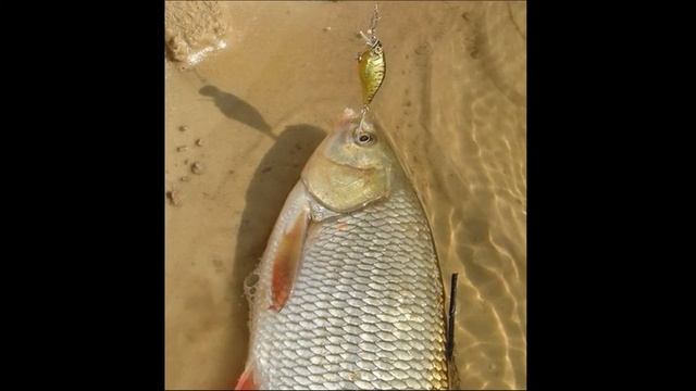 Обзор Воблера Jackall Chubby 38 Отзыв, рыбалка 2020, ловля голавля на спиннинг. чаббик 38 Чабик 38 смотреть онлайн