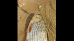 Обзор Воблера Jackall Chubby 38 Отзыв, рыбалка 2020, ловля голавля на спиннинг. чаббик 38 Чабик 38