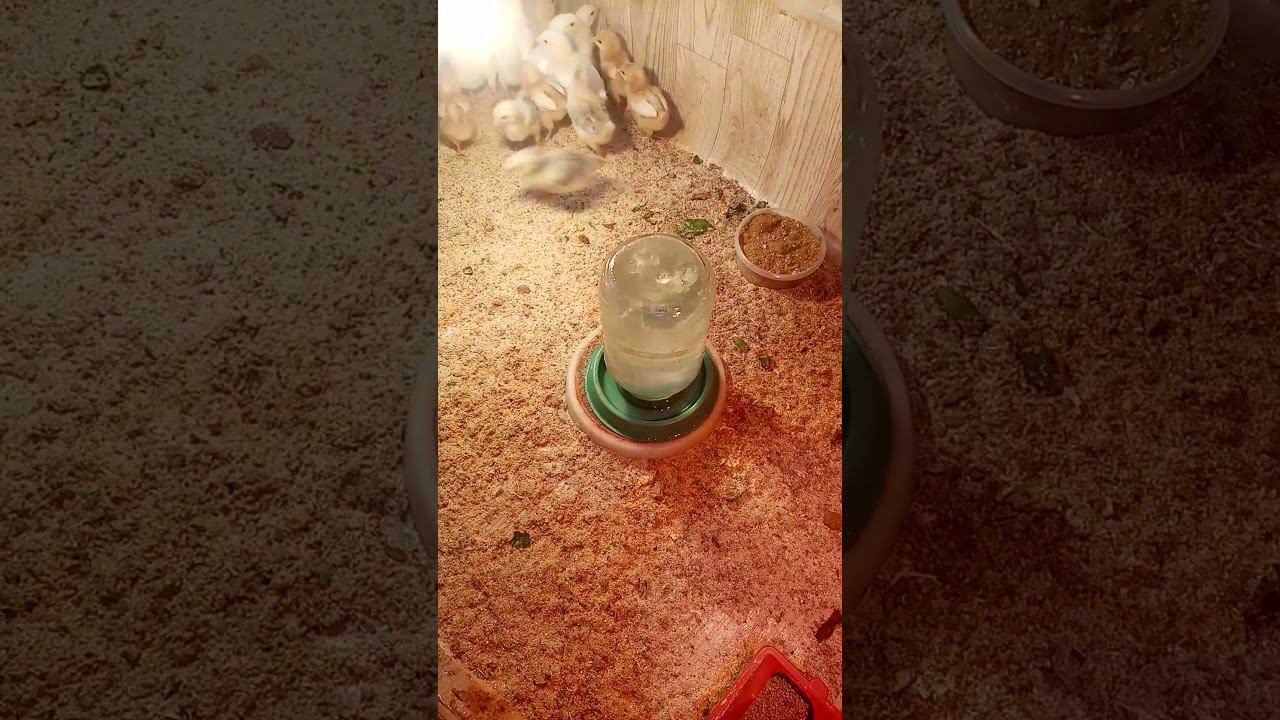 Самый ВАЖНЫЙ МОМЕНТ для цыплят. смотреть онлайн