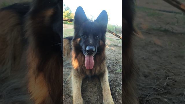 Обожаю его 🥰 смотреть онлайн