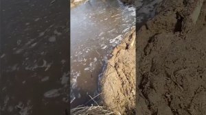 Плотина своими руками . Зрив плотины
