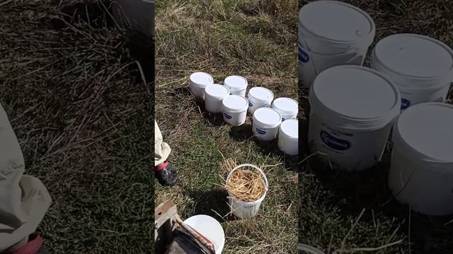 Закорм пчëл в зиму. #пасекаермаковых #кормушкидляпчëл #пасека #пчеловод #bee #honey #орехивмеду смотреть онлайн