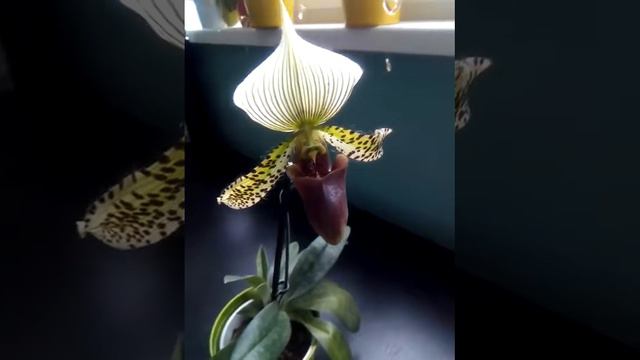Венерин башмачок ,пафиопедилум, пафиопедилюм, paphiopedilum смотреть онлайн