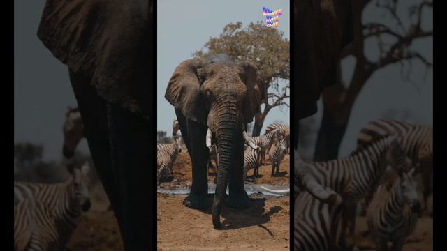 Анекдоты, шутки, юмор смотреть онлайн