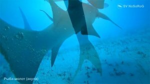 Рыба-молот (акула)