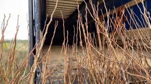 Интенсивный грушевый сад, с напряжёнными Итальянскими столбами и Шпалерой.