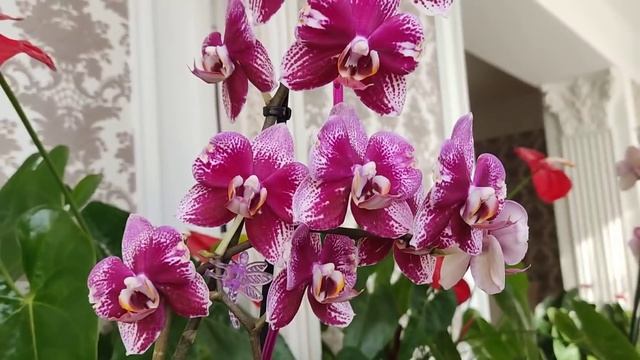 ВАУ! ВОТ ЭТО ОРХИДЕИ! МОИ ШИКАРНЫЕ БАБОЧКИ И АЗИАТСКИЕ ИНТЕРЕСНОСТИ! ??? смотреть онлайн