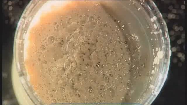 Галилео. Вкус (часть 2): Сколько всего вкусов?