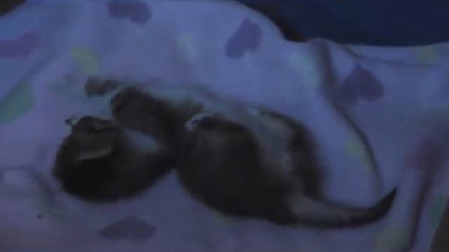 Napoleon Munchkin Kittens Almost Ready for Reserving.2013 смотреть онлайн