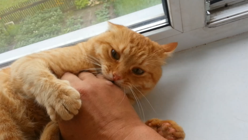 Рыжий кот на окне смотреть онлайн