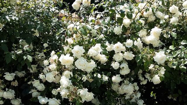 Роза Аляска, белая , плетистая, лучшая .Питомник роз Полины Козловой rozarium.biz смотреть онлайн