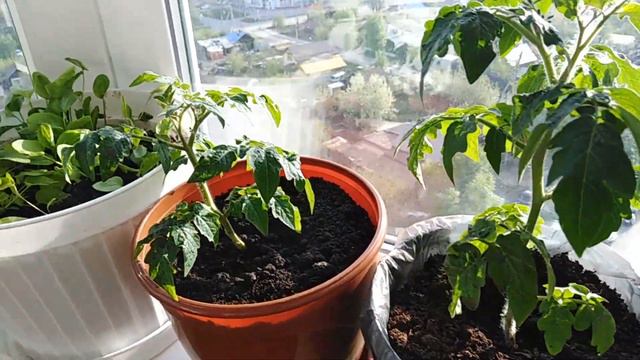 Мой огород на балконе. смотреть онлайн