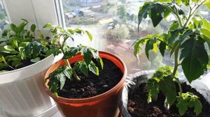 Мой огород на балконе.