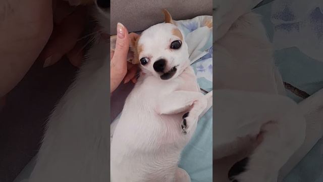 Очень милая и смешная чишка-малышка💖💖💖 Very cute and funny chihuahua смотреть онлайн