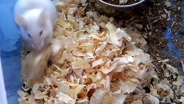 Смешные животные. Мама мышка и ее голышки. смотреть онлайн