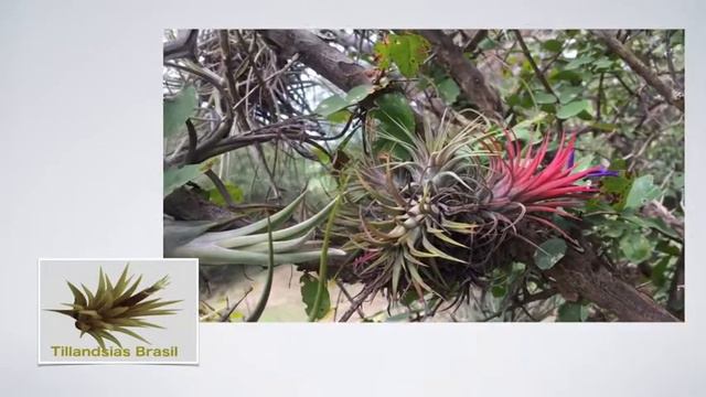 Tillandsia IONANTHA Em Habitat, TillandsiasBRASIL.com