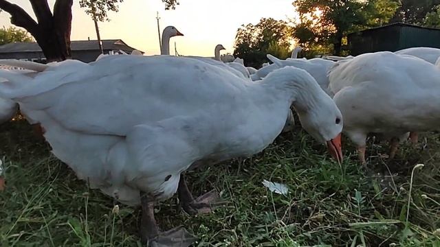 Гуси мамуты пасутся и маленькие таксики смотреть онлайн