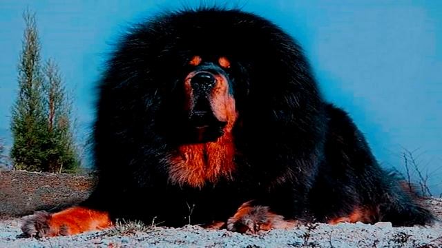 Собаки породы Тибетский мастиф смотреть онлайн