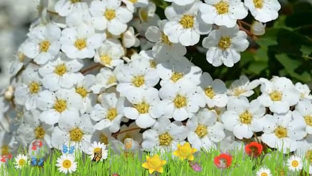 Спирея вангутта ? Обзор: посадка и уход. саженцы, крупномеры спиреи : описание и особенности смотреть онлайн