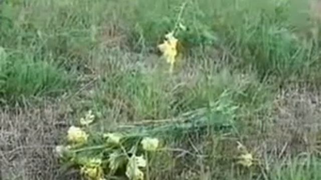 Льнянка Львиный зев смотреть онлайн