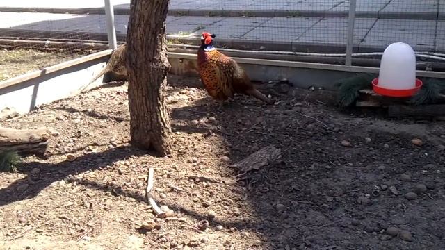 Охотничий фазан Hunting pheasant смотреть онлайн