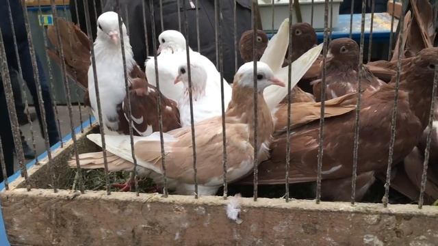 «Голубиный рай» на Белой Даче 12.10.2019 смотреть онлайн