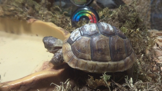 НАШ ТЕРРАРИУМ