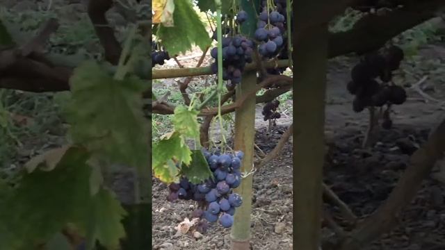 Виноград сорт страшенский смотреть онлайн