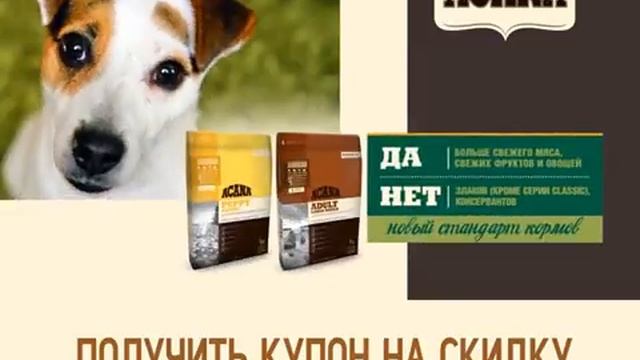 Ваша собака - плотоядное животное, нуждающееся в специальном, богатом мясом рационе питания смотреть онлайн